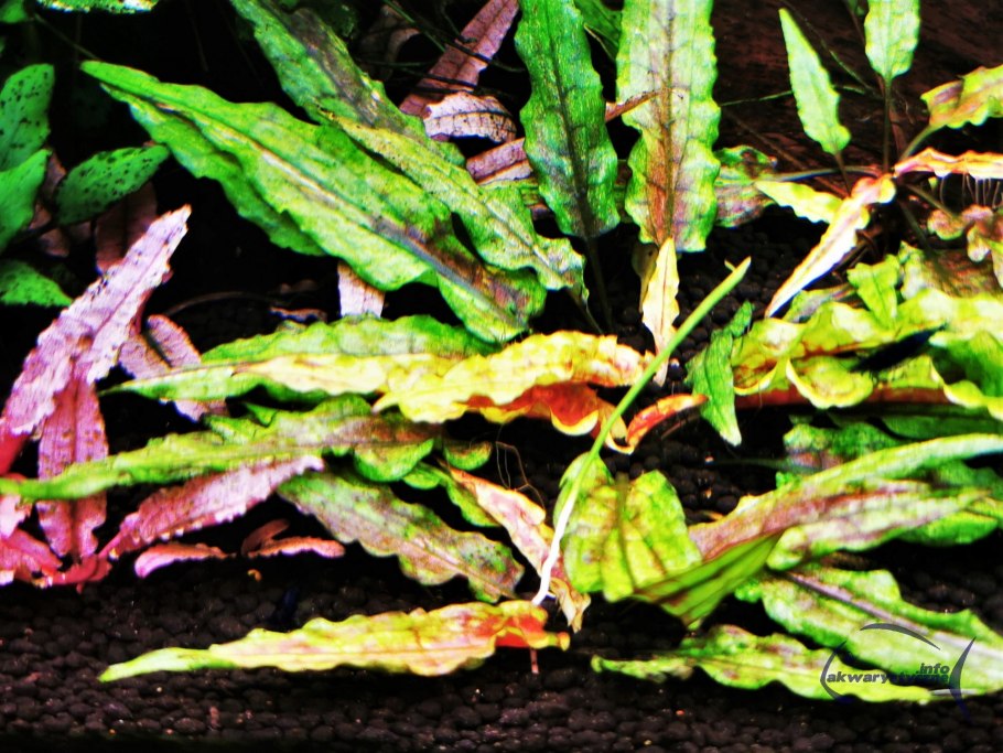 Криптокорина wendtii Green Gecko