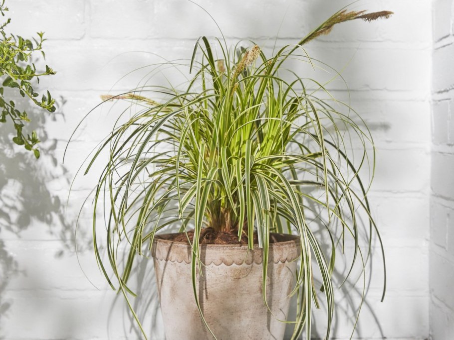 Осока в горшке