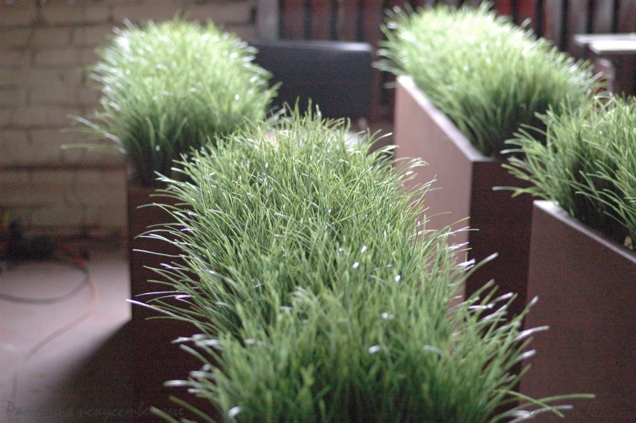 Ситник развесистый (Juncus effusus) Afro