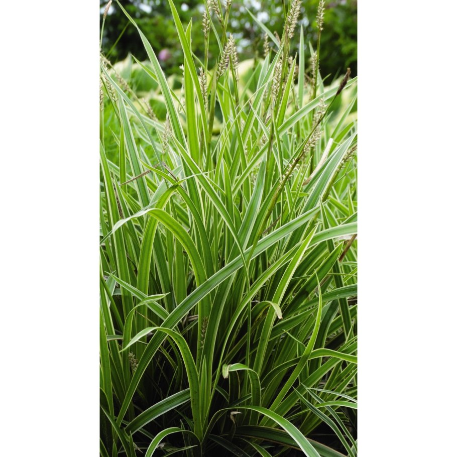 Осока комнатное растение