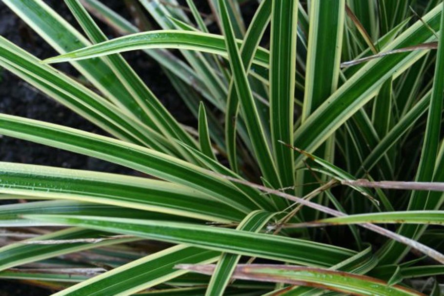 Осока Горная