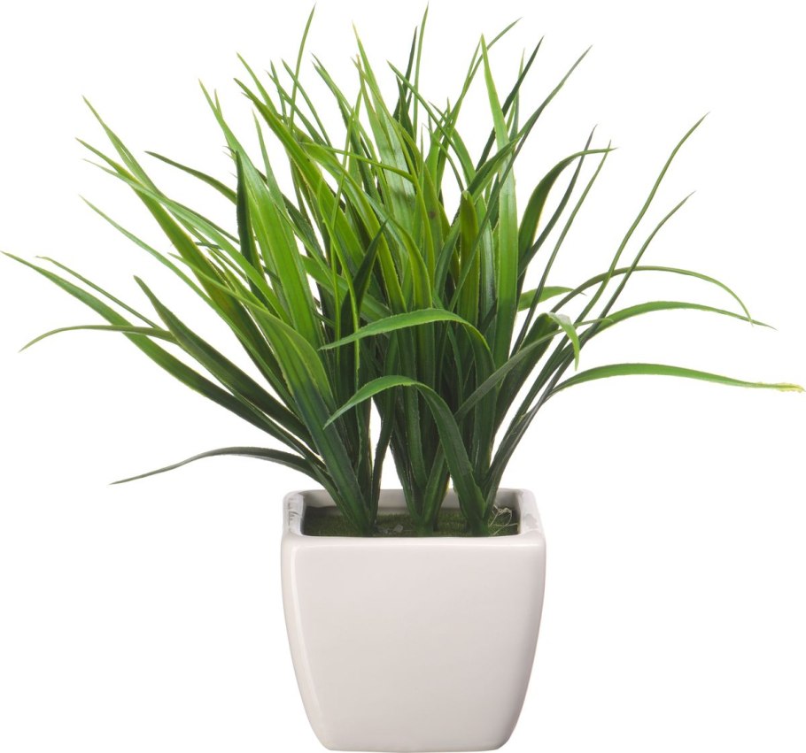 Хлорофитум Осока