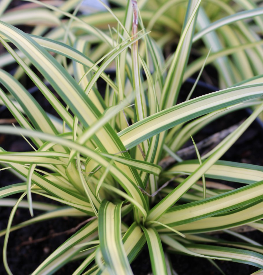 Carex oshimensis Evergold