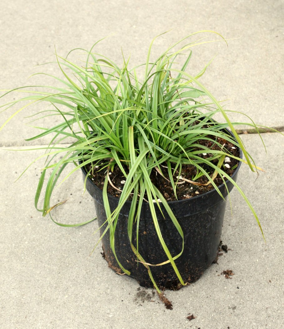 Осока беловатая