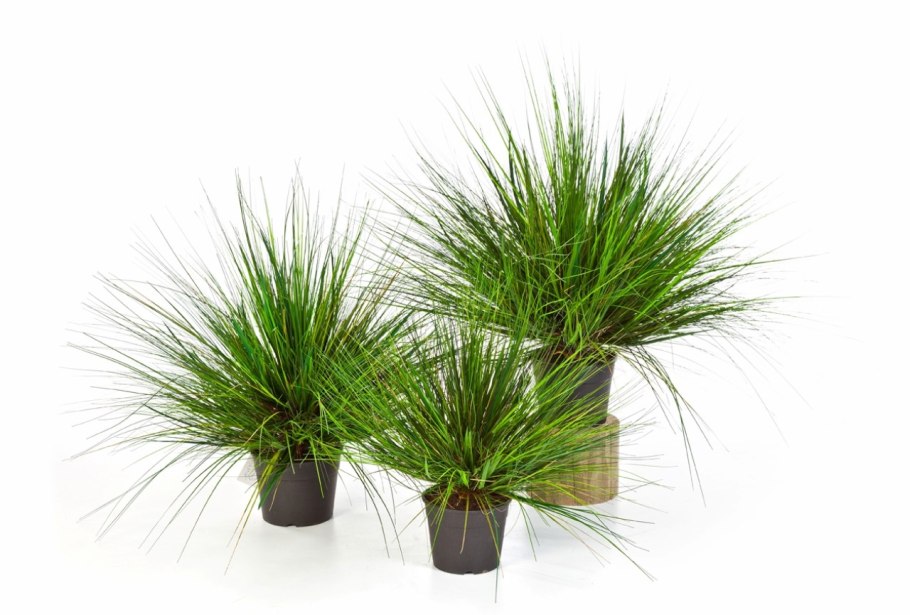 Циперус очереднолистный