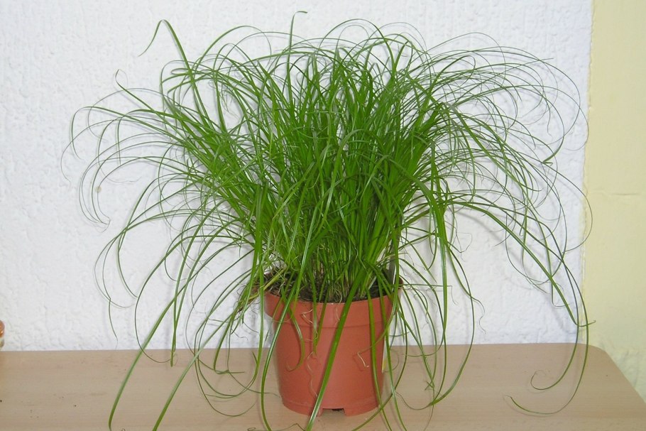 Горшечная Осока