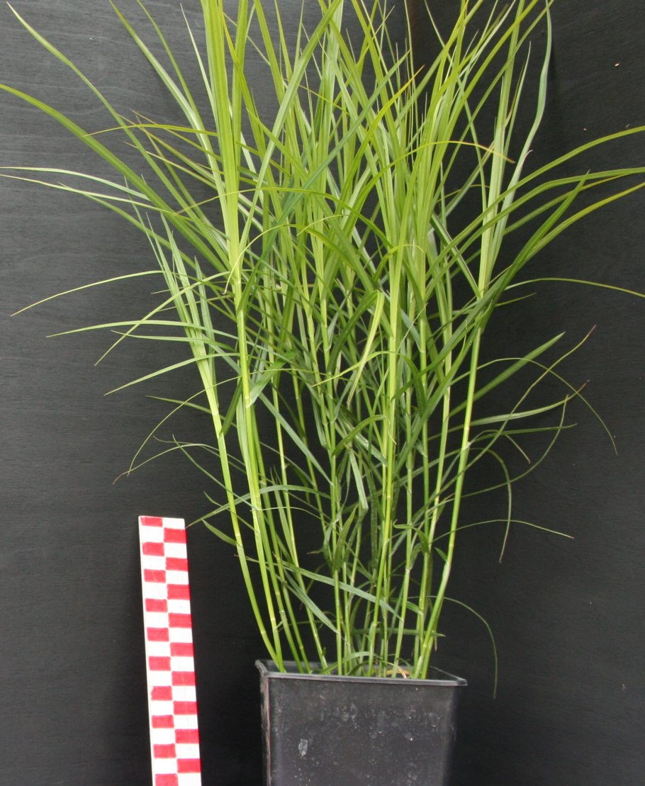 Осока раздвинутая