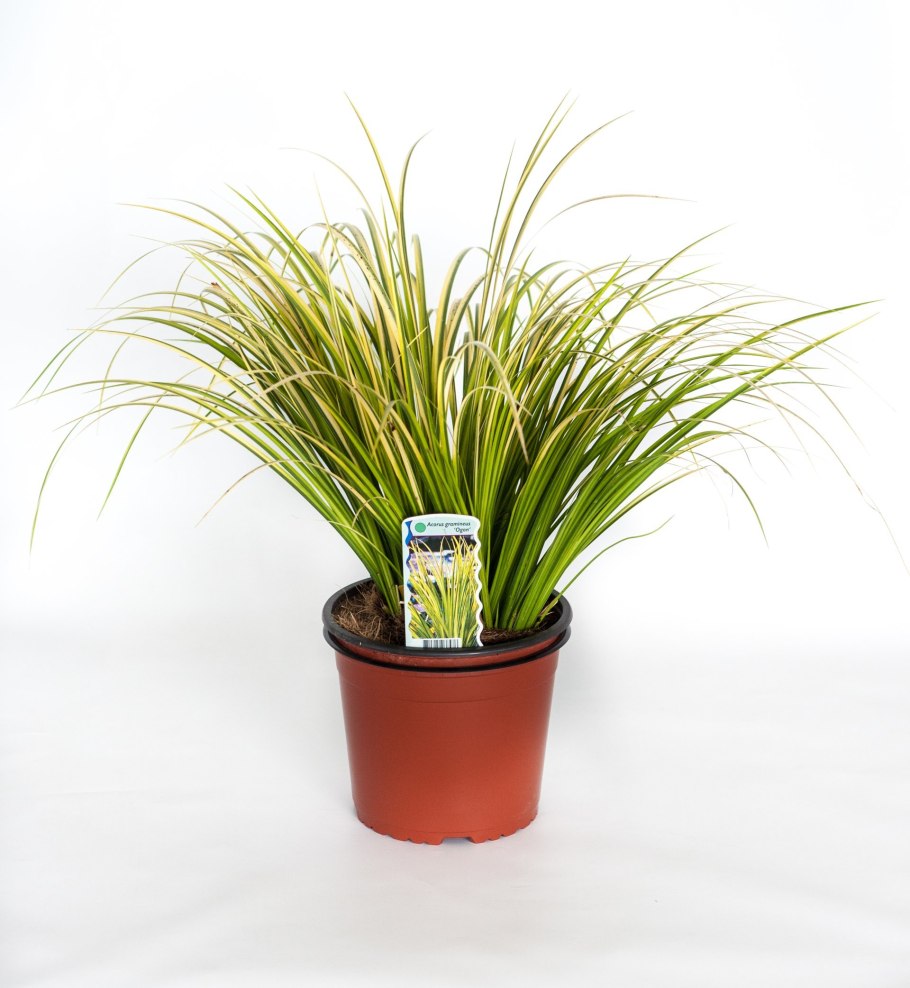 Осока ржавопятнистая Вариегата