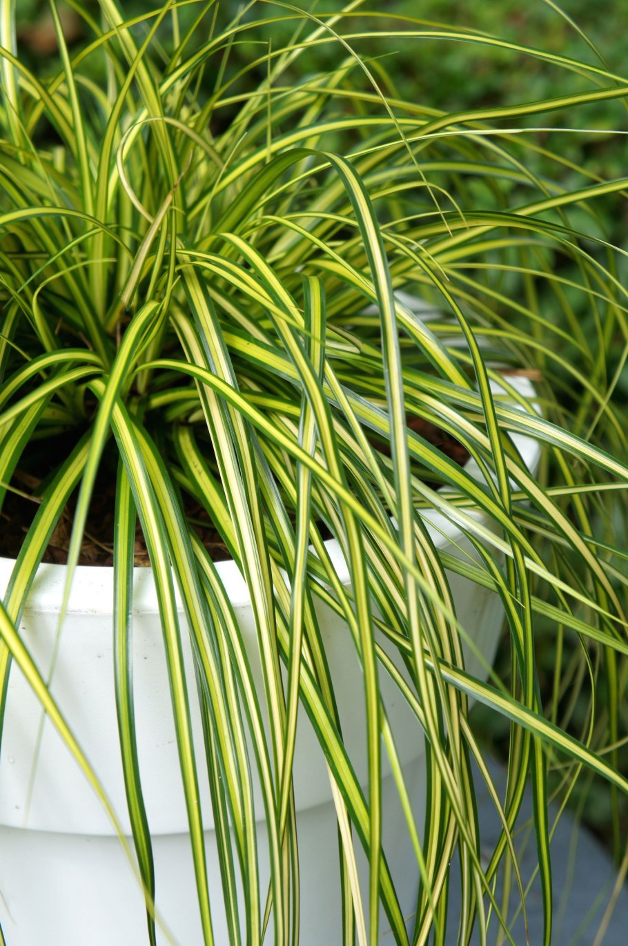 Кашпо икеа Осока