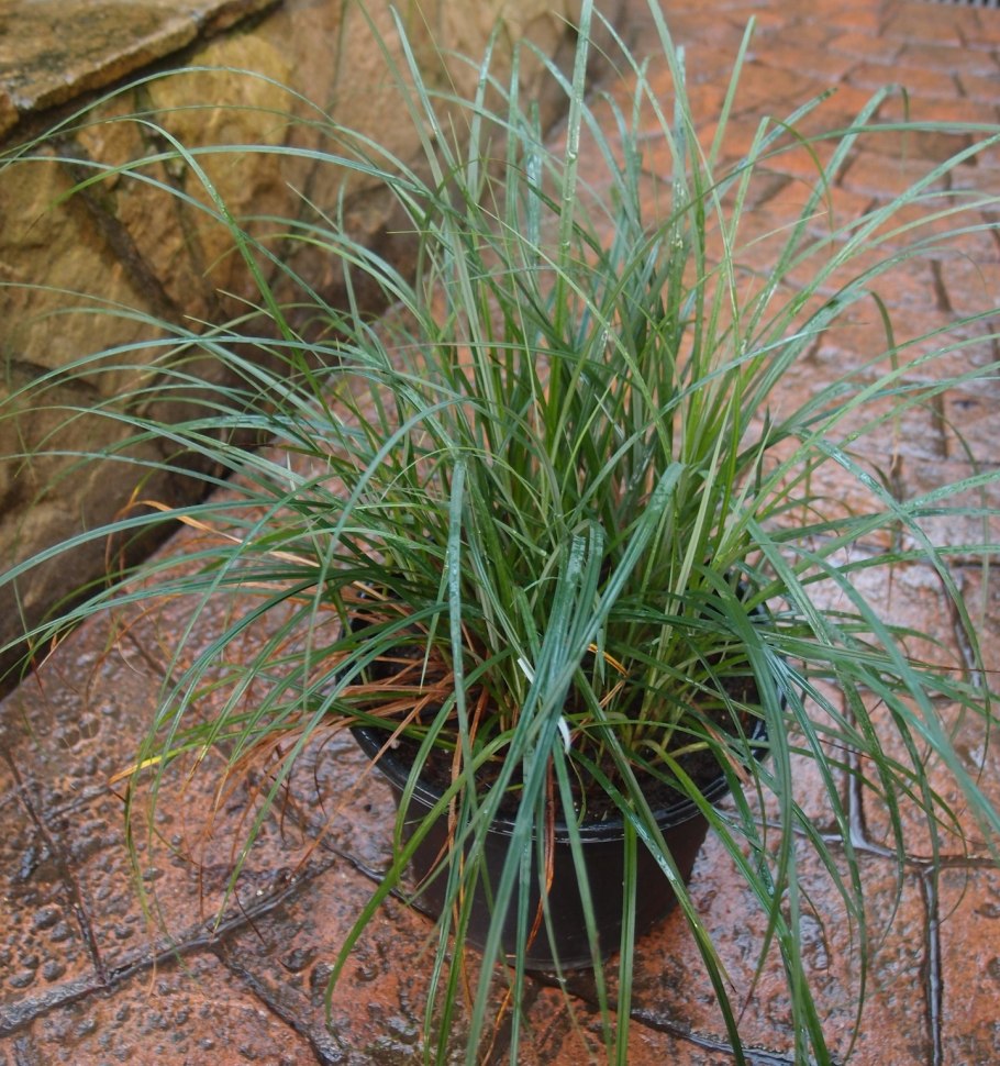 Изолепсис Лив ВАЕР