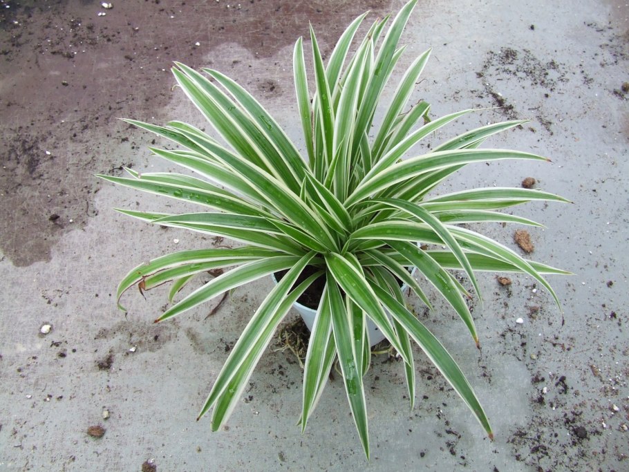 Искусственная трава в горшочке