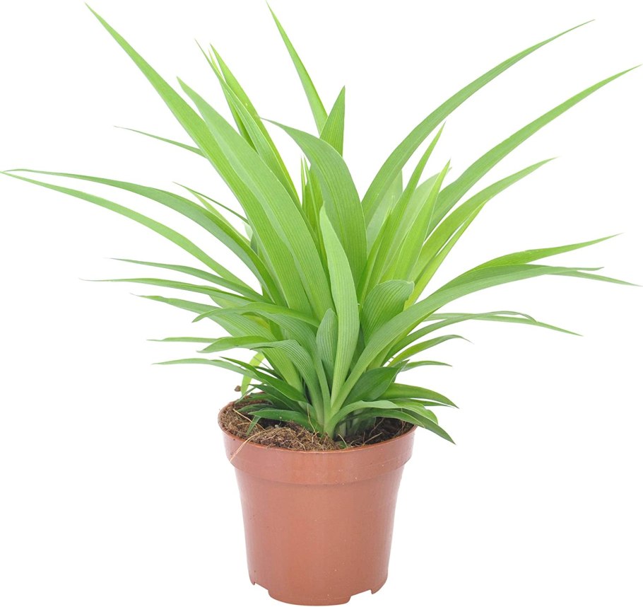 Осока Моррова