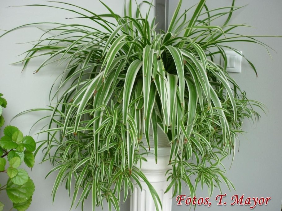 Осока сизая Карекс Глаука