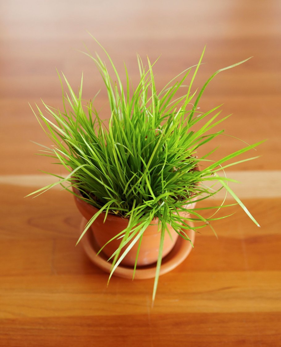 Carex morrowii