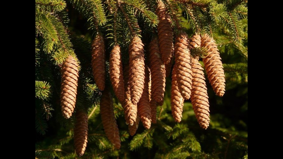 Сосна шишки и хвоинки