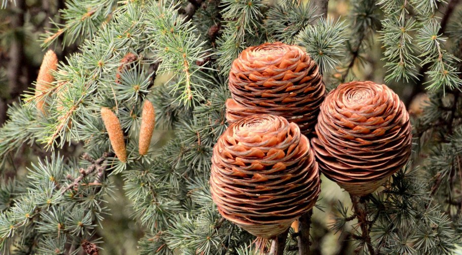 Нарисовать шишку