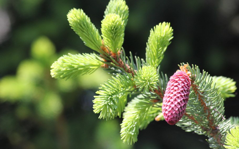 Ель европейская Фармакогнозия