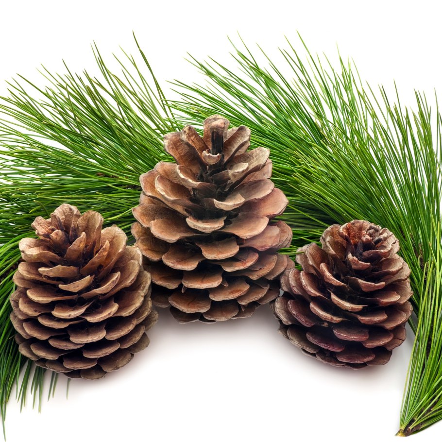 Ель обыкновенная Максвелли шишки