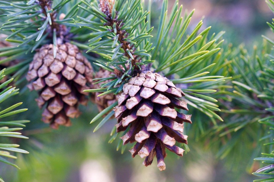 Ель Сибирская шишки