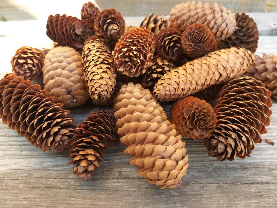 Ель обыкновенная шишка