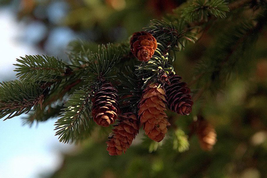Сибирская пихта цветет