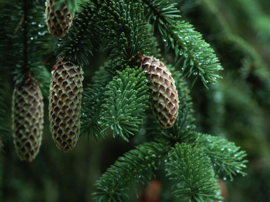 Ель, сосна, лиственница, кедр, пихта шишки