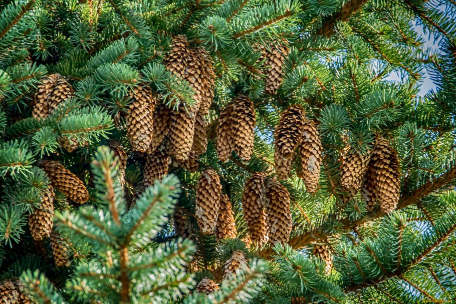 Нарисовать шишку