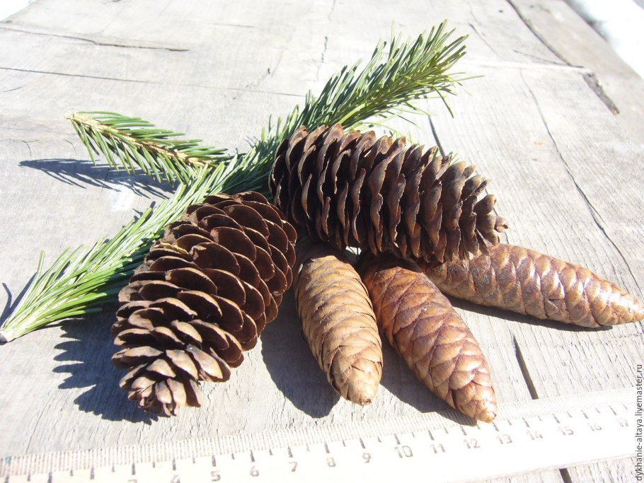 Семена пихты кавказской