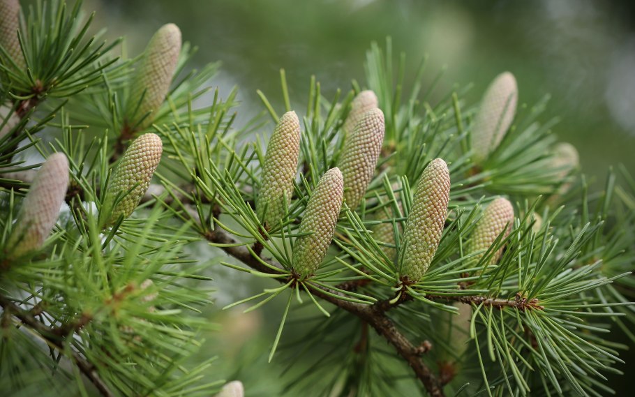 Елка сосна кедр шишки