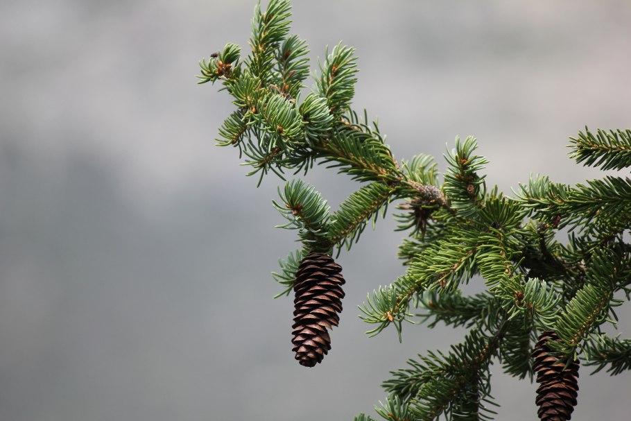 Сосна Пиния шишки