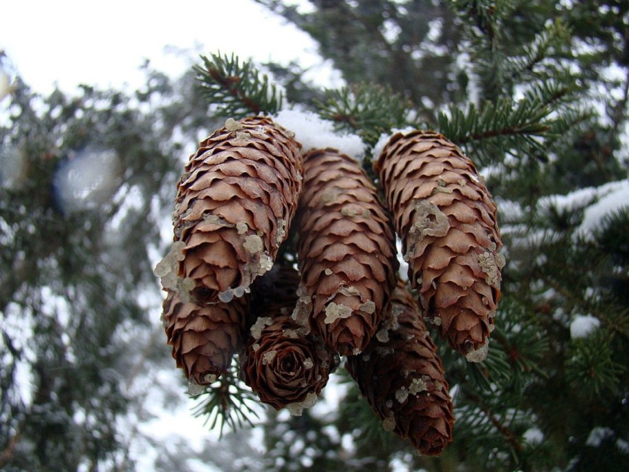 Лиственница Даурская шишки