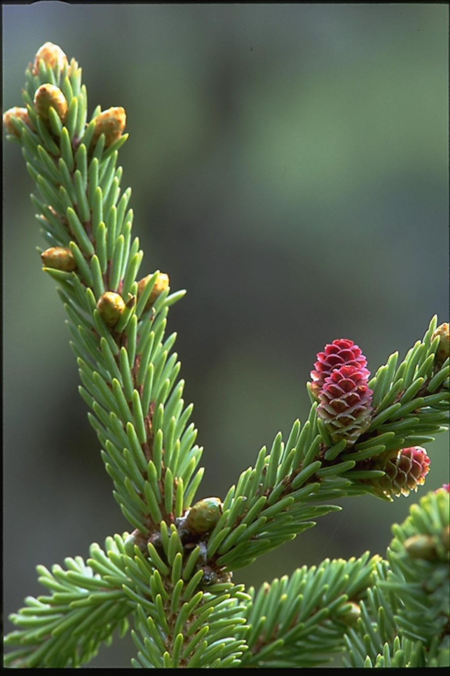 Ель Аянская шишки
