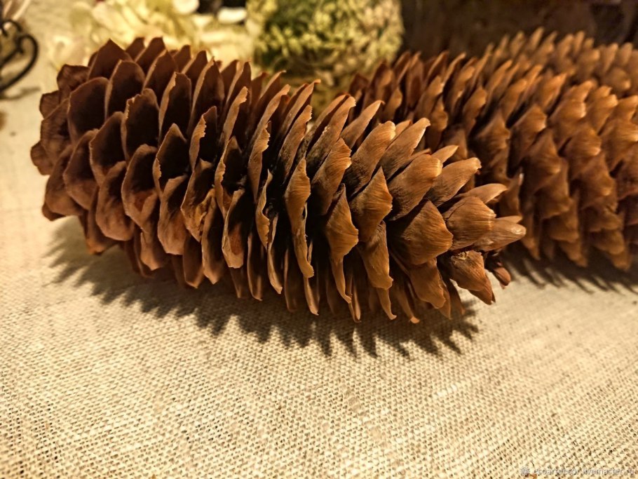 Дерево сосна шишки хвоя цветы