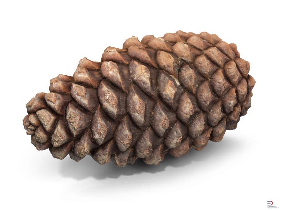 Ель колючая Эрих Фрам