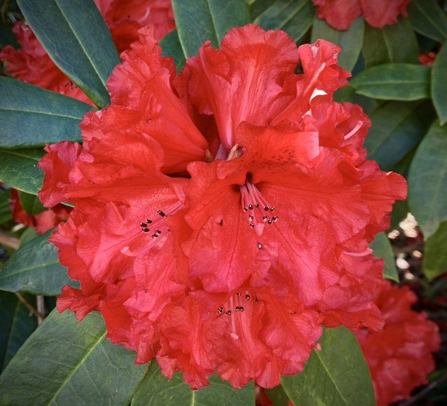 Рододендрон гибридный голдфорт