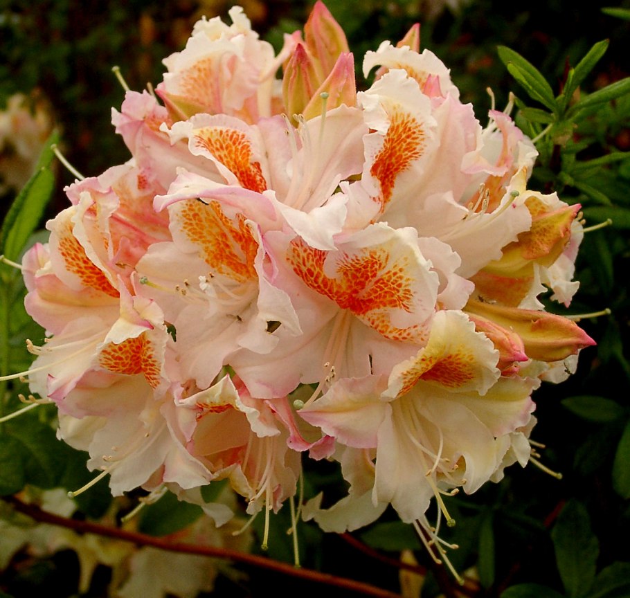 Рододендрон Голдкрон