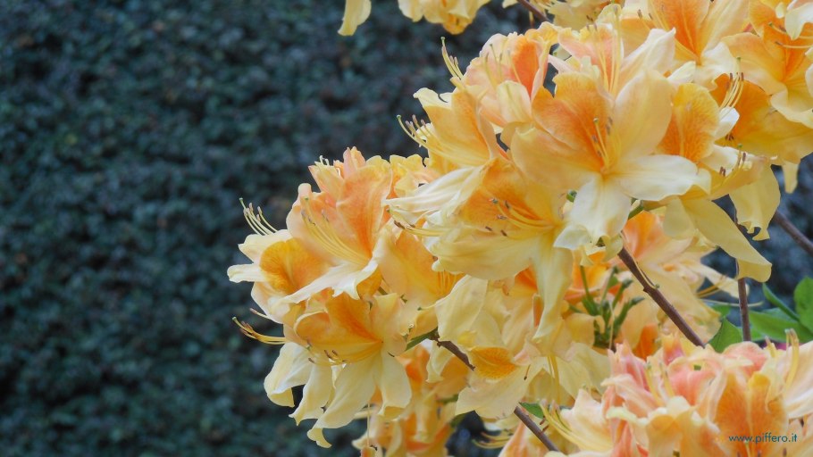 Рододендрон Ehrengold