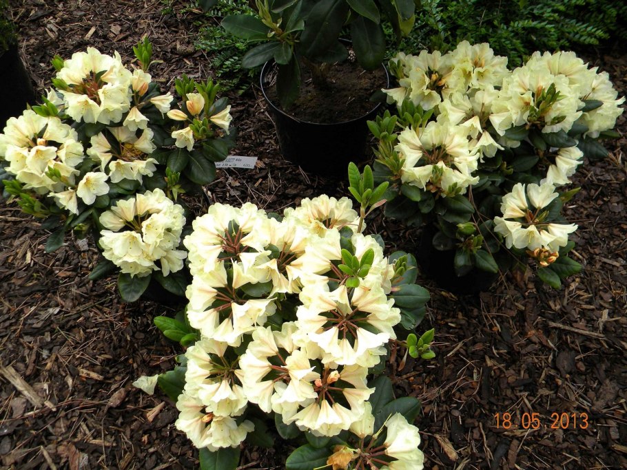 Рододендрон Goldkrone