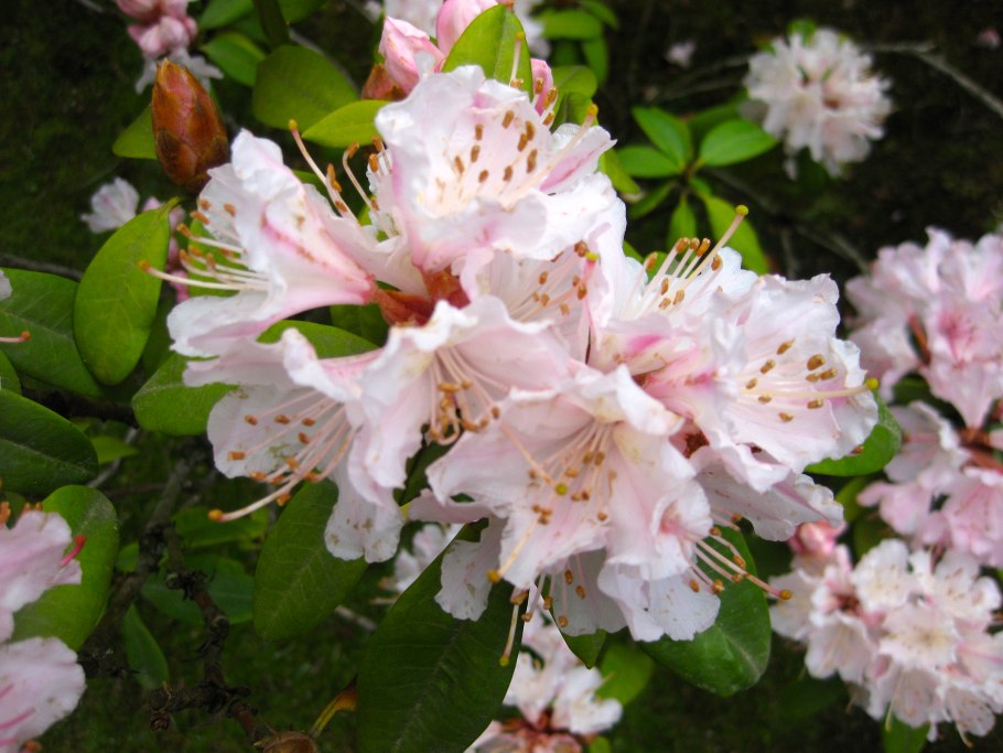 Рододендрон Ehrengold