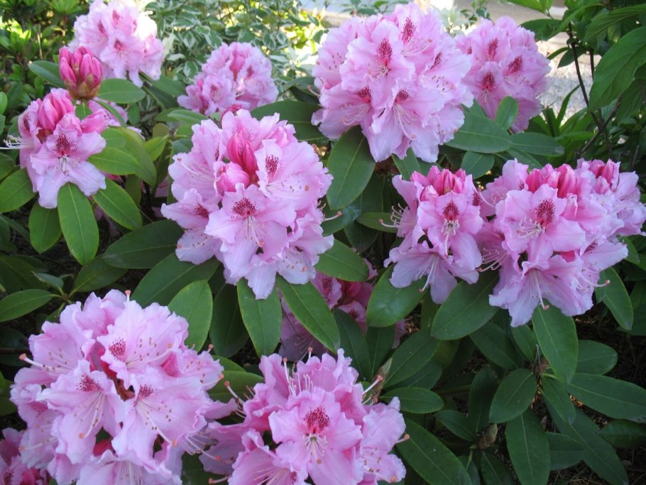 Рододендрон Хоппи