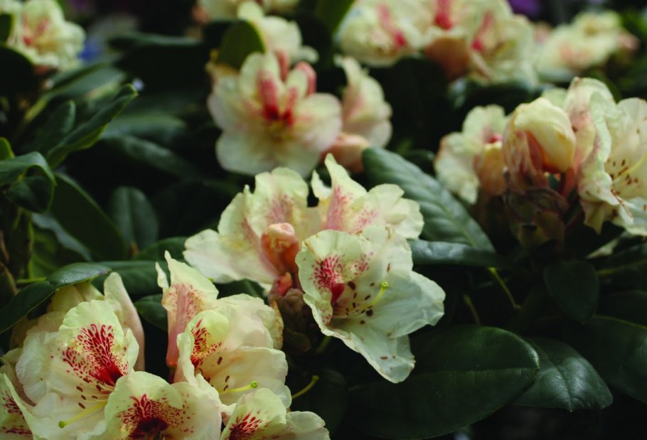 Рододендрон Голдбукет