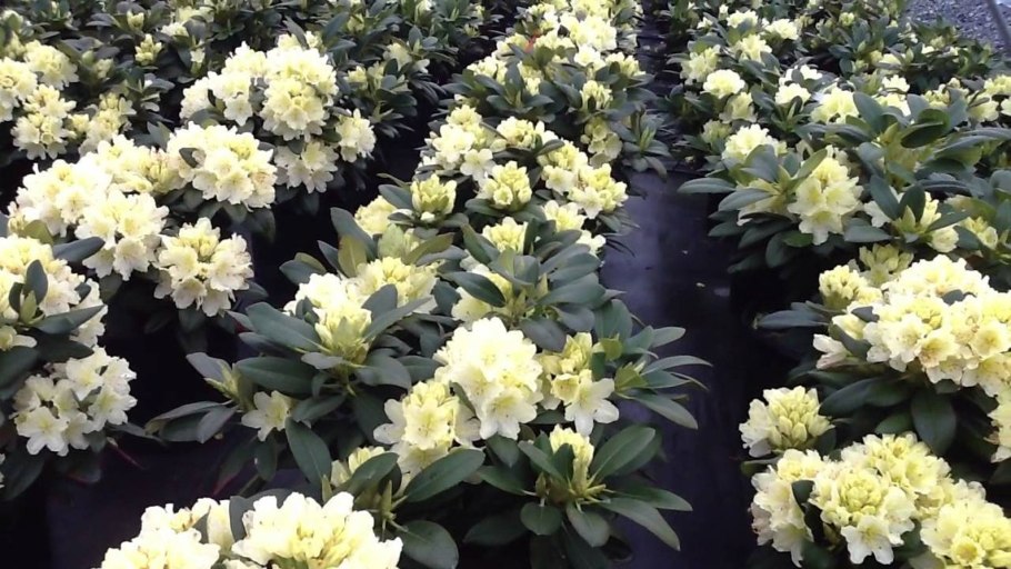 Рододендрон гибридный Сафо