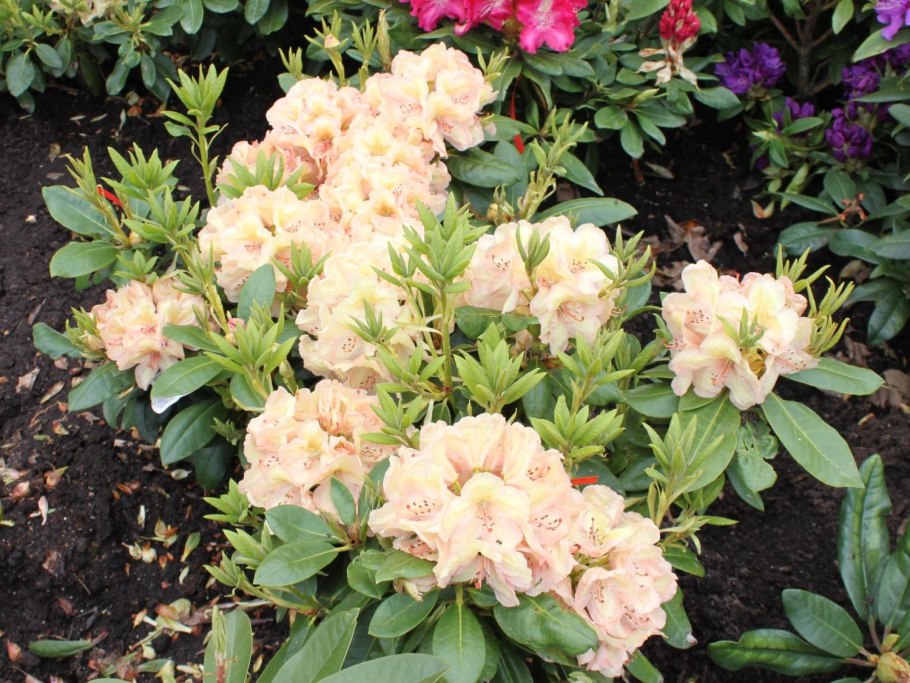 Рододендрон гибридный Эренгольд