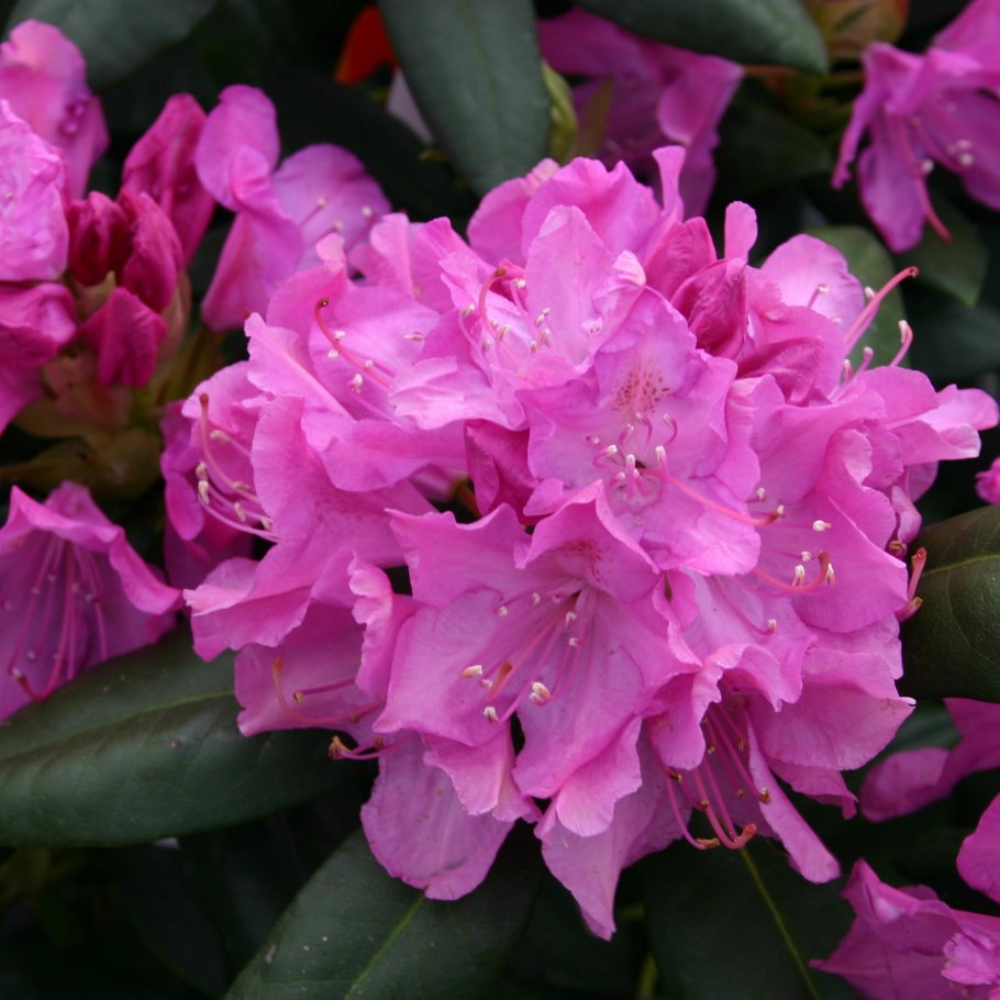 Рододендрон Дегрона