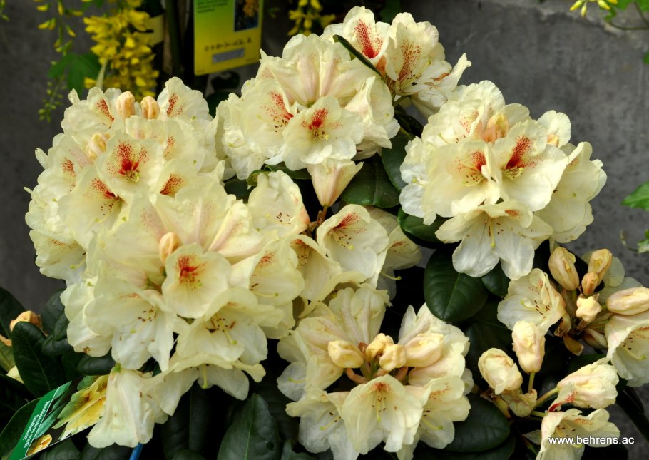 Рододендрон Голдбукет