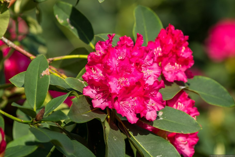Рододендрон Голден Хармони