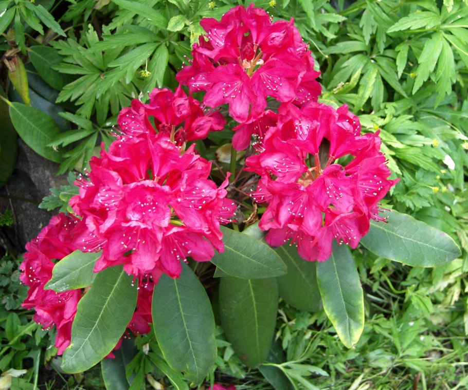 Рододендрон Нова Зембла