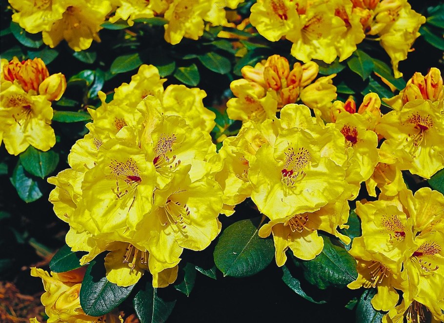 Азалия рододендрон древовидная