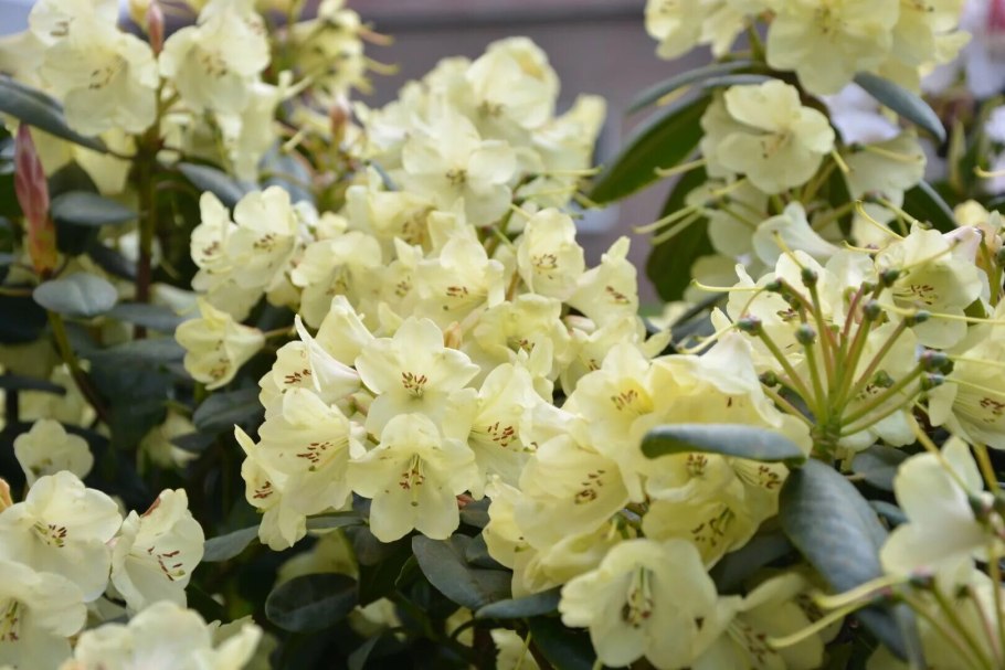 Рододендрон Goldinetta