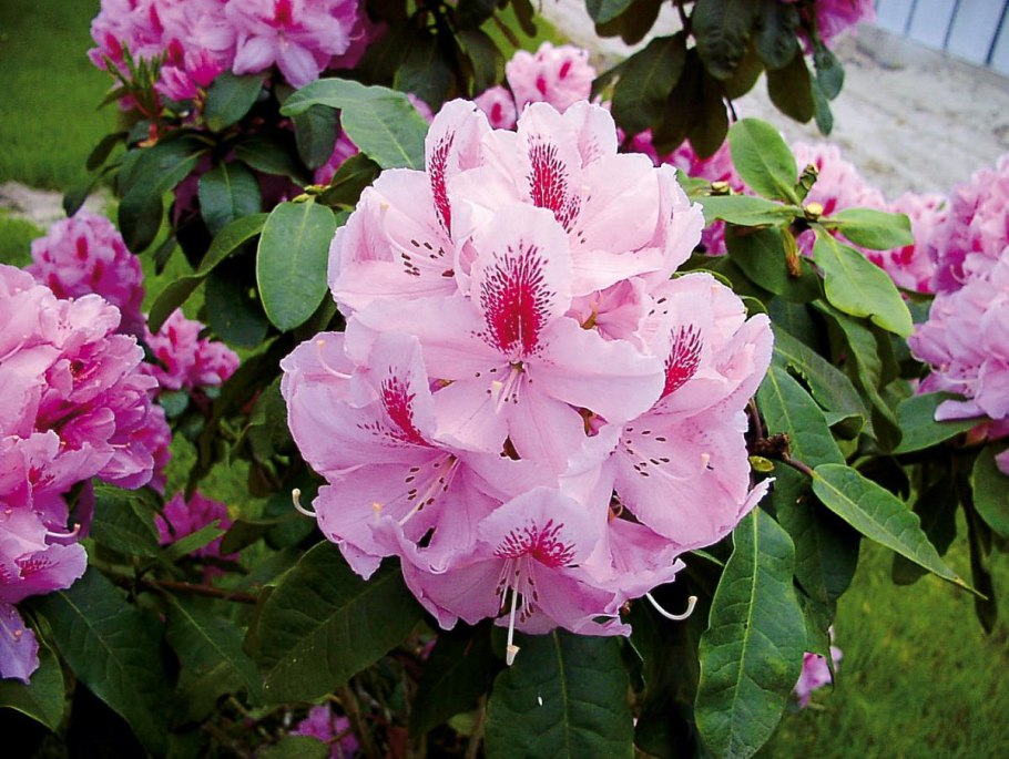 Рододендрон Nova Zembla